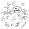 Jasmine hand drawn sketch set. Vintage vector illustration.